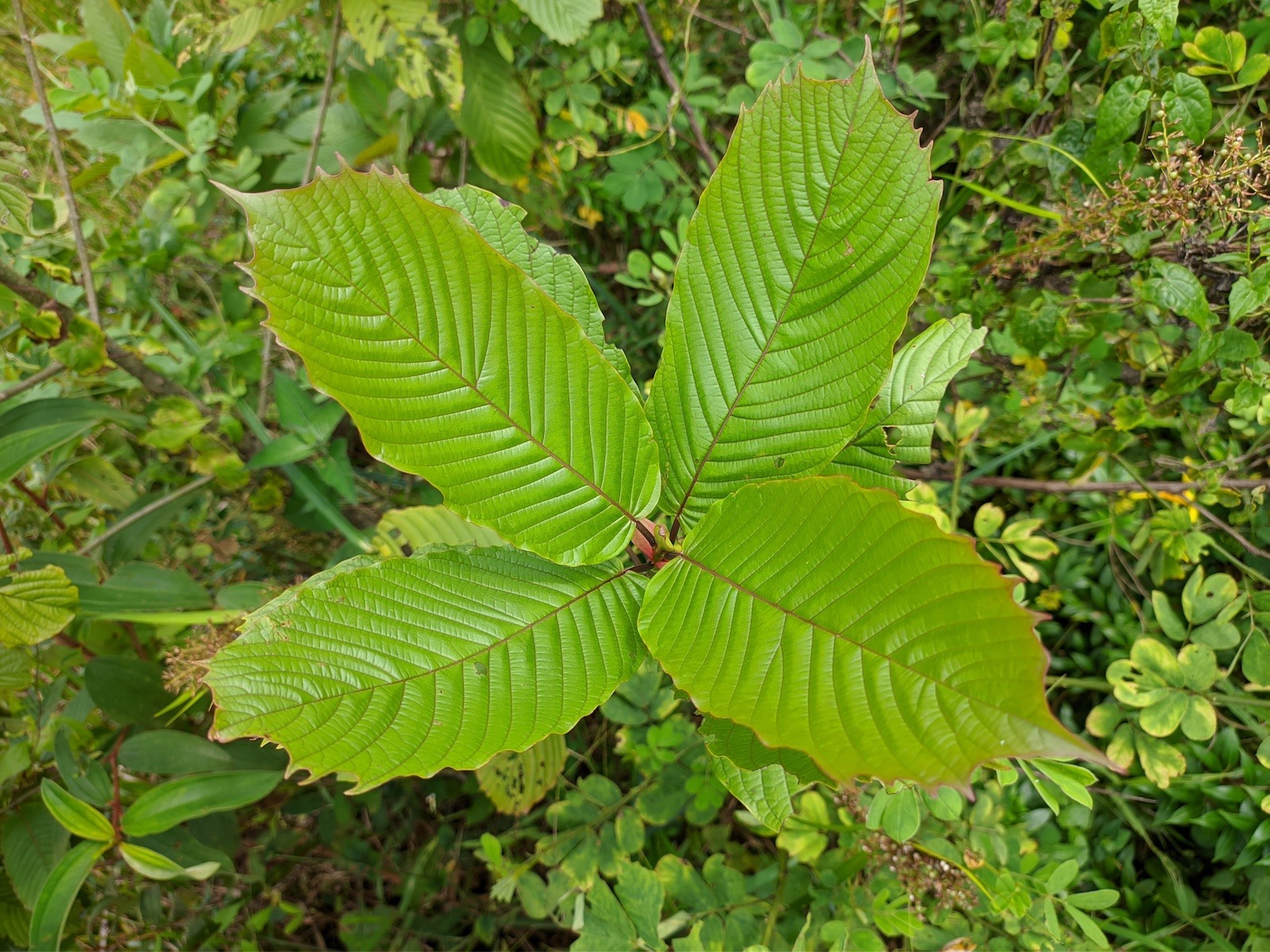 Best Kratom Strains for Pain Relief: The Ultimate Guide